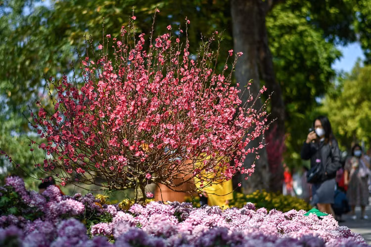 Pho phuong Ha Noi anh 5