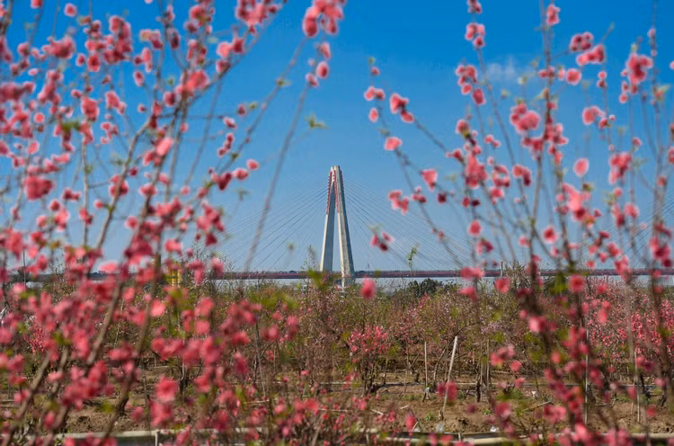 dao Nhat Tan e khach anh 1