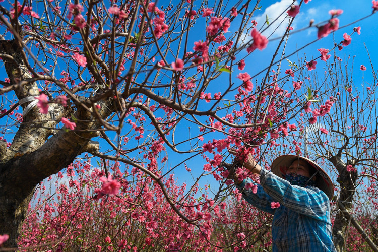 dao Nhat Tan e khach anh 3