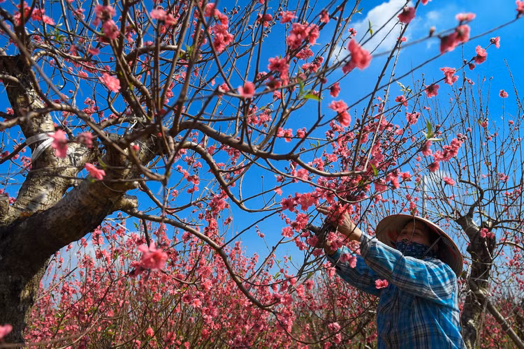 dao Nhat Tan e khach anh 3