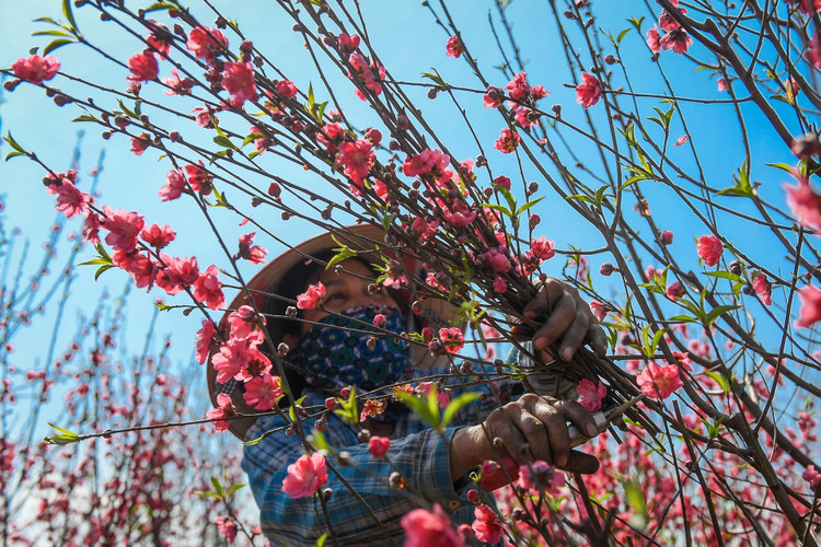 dao Nhat Tan e khach anh 4