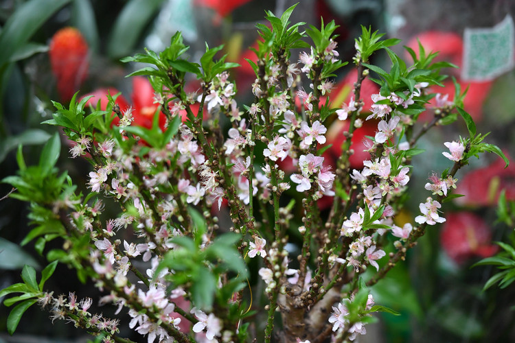 un tac giao thong ngay Tet o Ha Noi anh 12