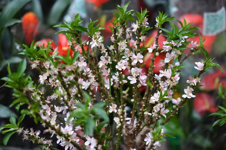 un tac giao thong ngay Tet o Ha Noi anh 12