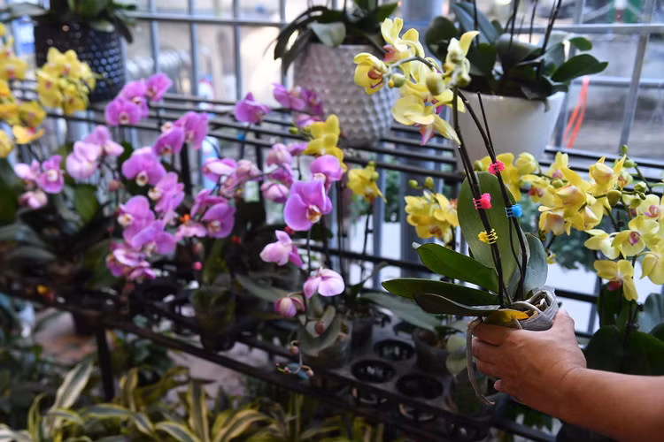 un tac giao thong ngay Tet o Ha Noi anh 14