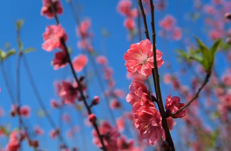 dao Nhat Tan e khach anh 6