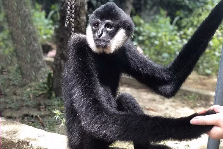 Tiếp nhận cá thể vượn đen má trắng quý hiếm - 1