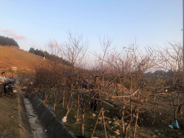 Đề xuất dán tem để phân biệt đào rừng với đào trồng - 1