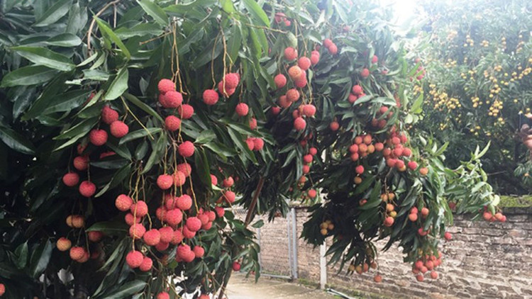 Vải thiều Lục Ngạn xuất khẩu sẽ giảm 30% do dịch bệnh ảnh 1