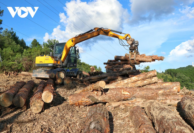 Phá rừng thông trên đỉnh Pha Đin: Liệu có sự tiếp tay, thỏa hiệp ngầm của cơ quan quản lý? ảnh 2