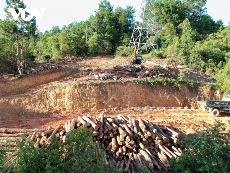 Phá rừng thông trên đỉnh Pha Đin: Liệu có sự tiếp tay, thỏa hiệp ngầm của cơ quan quản lý? ảnh 3