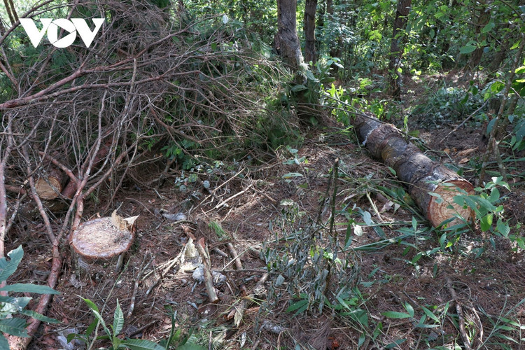 Phá rừng thông trên đỉnh Pha Đin: Liệu có sự tiếp tay, thỏa hiệp ngầm của cơ quan quản lý? ảnh 1