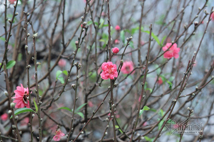 Giờ đẹp, hướng đẹp xuất hành đón tài lộc ngày mùng 1 Tết Tân Sửu