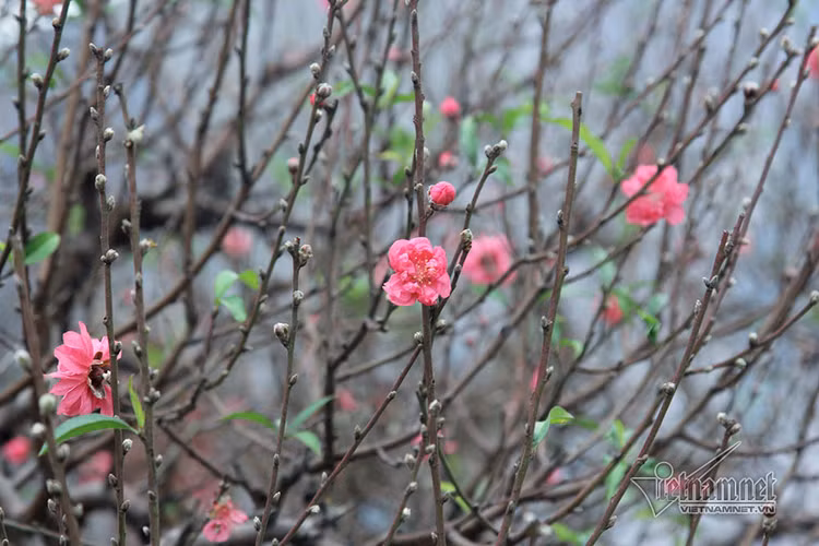 Giờ đẹp, hướng đẹp xuất hành đón tài lộc ngày mùng 1 Tết Tân Sửu