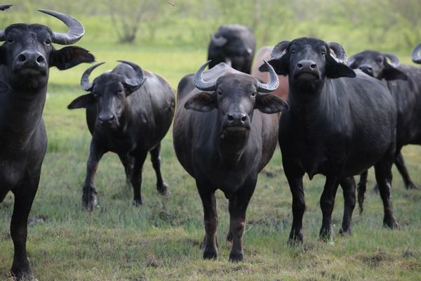 Sữa trâu tạo nên 'bà hoàng của các loại pho mát' ở Italia như thế nào?
