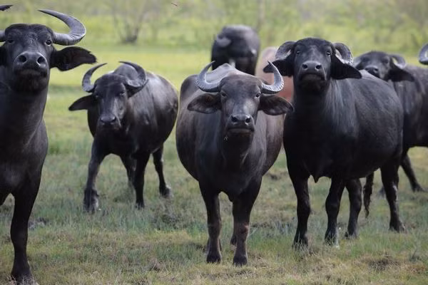 Sữa trâu tạo nên 'bà hoàng của các loại pho mát' ở Italia như thế nào?
