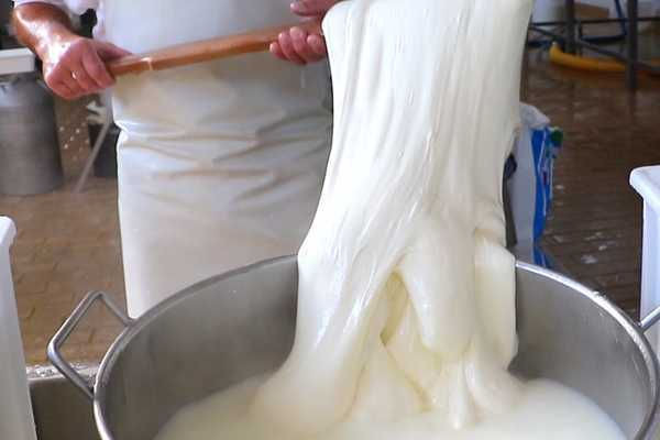 Sữa trâu tạo nên 'bà hoàng của các loại pho mát' ở Italia như thế nào?