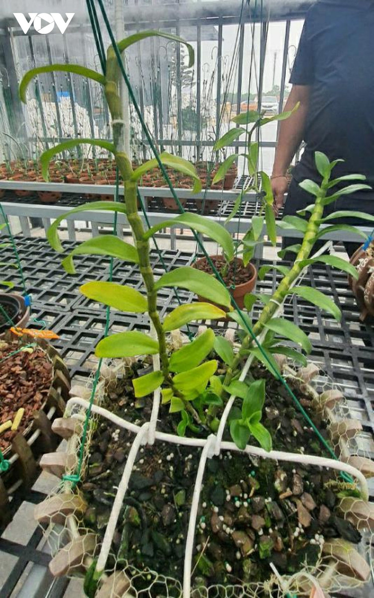 Cơ quan chức năng ở Quảng Ninh lên tiếng về vụ mua bán lan đột biến gần 300 tỷ đồng ảnh 2