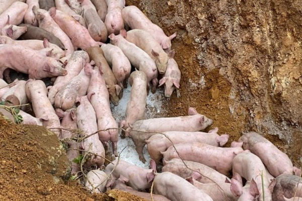 Chủ trang trại ở Thanh Hóa vứt hơn 80 con lợn bệnh ra đường