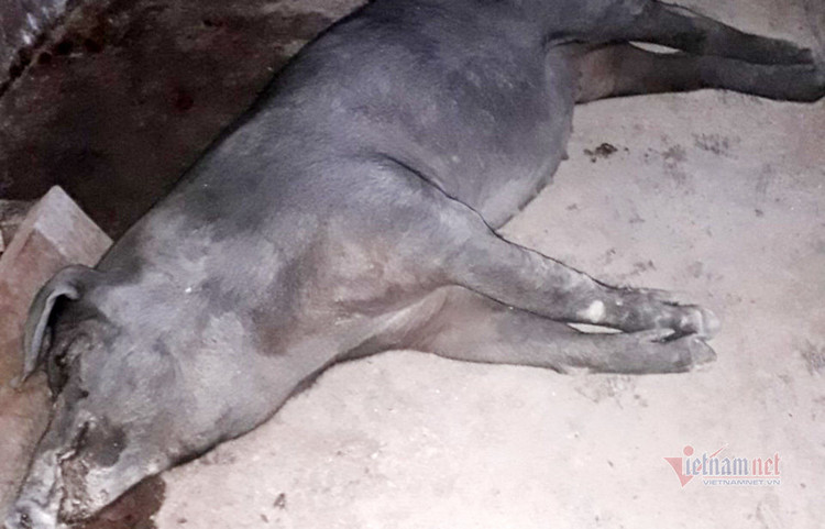 Lợn chết la liệt, bò nổi u cục khắp nơi ở Nghệ An