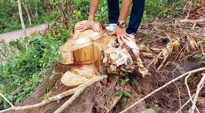 Khai thác trái phép rừng phòng hộ cảnh quan Khu di tích Mỹ Sơn - ảnh 4