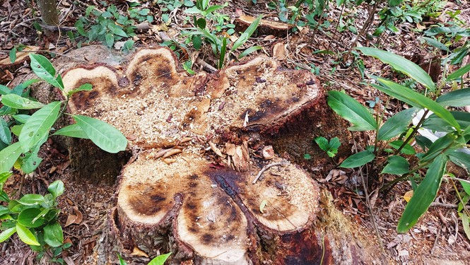 Khai thác trái phép rừng phòng hộ cảnh quan Khu di tích Mỹ Sơn - ảnh 6