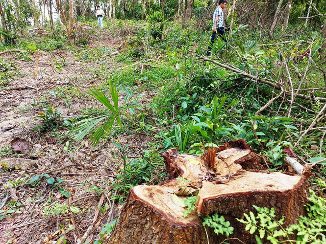 Khai thác trái phép rừng phòng hộ cảnh quan Khu di tích Mỹ Sơn - ảnh 1