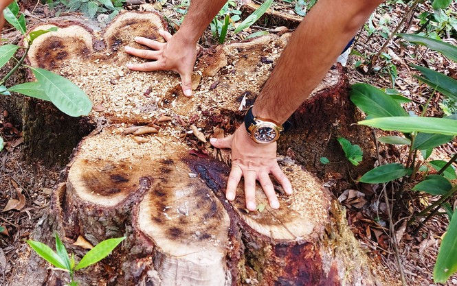 Khai thác trái phép rừng phòng hộ cảnh quan Khu di tích Mỹ Sơn - ảnh 2