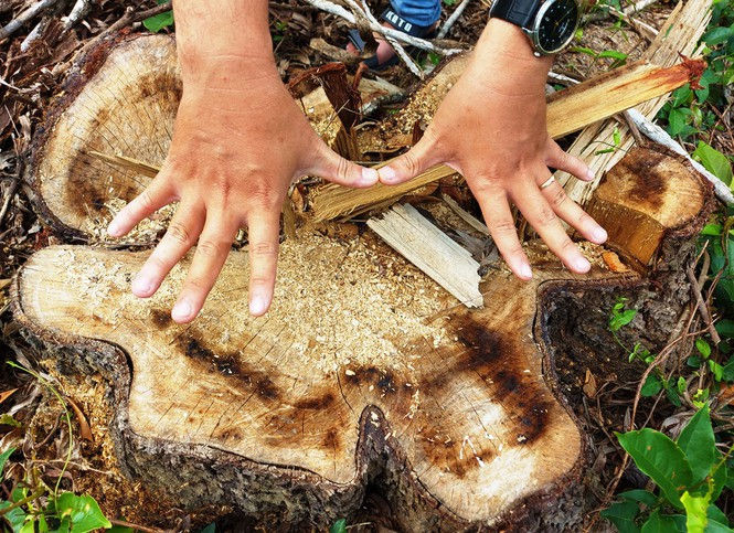 Khai thác trái phép rừng phòng hộ cảnh quan Khu di tích Mỹ Sơn - ảnh 3