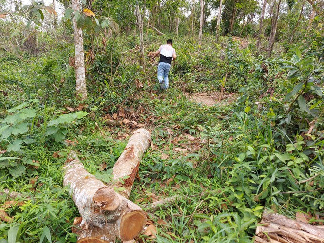 Khai thác trái phép rừng phòng hộ cảnh quan Khu di tích Mỹ Sơn - ảnh 5