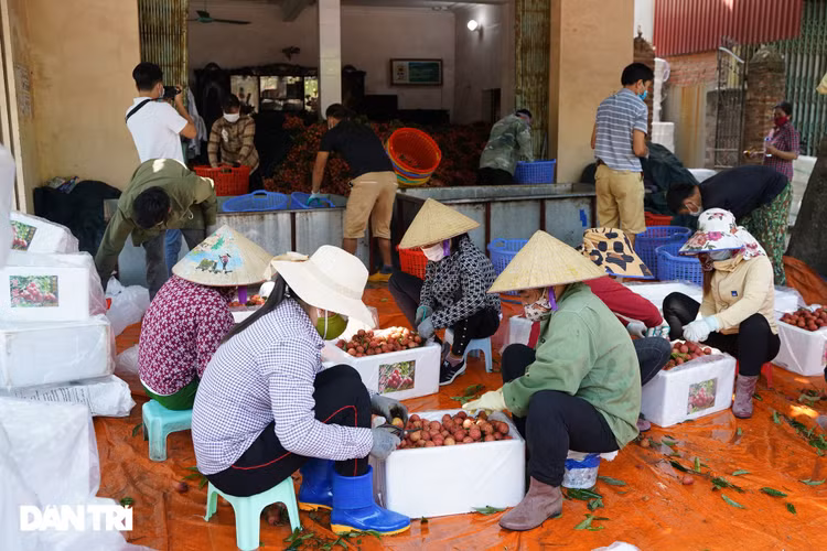 Bắc Giang: Nông dân kêu trời vì giá vải thiều lên xuống thất thường - 8