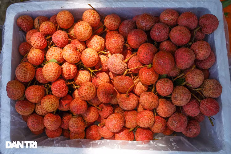 Bắc Giang: Nông dân kêu trời vì giá vải thiều lên xuống thất thường - 13