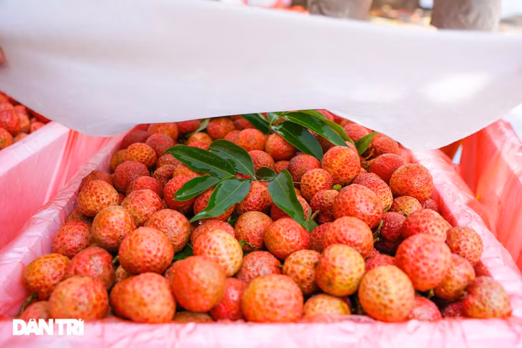 Bắc Giang: Nông dân kêu trời vì giá vải thiều lên xuống thất thường - 9