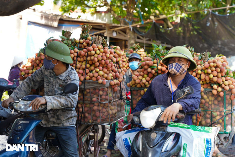 Bắc Giang: Nông dân kêu trời vì giá vải thiều lên xuống thất thường - 5