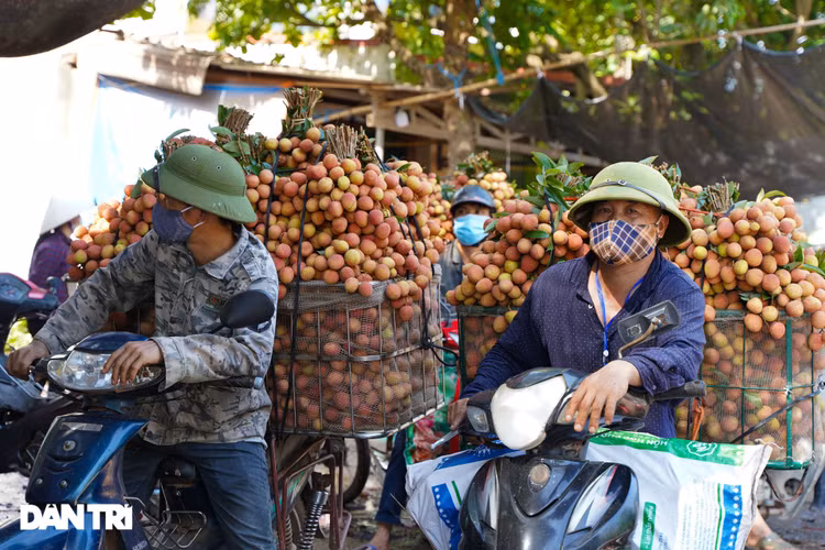 Bắc Giang: Nông dân kêu trời vì giá vải thiều lên xuống thất thường - 5