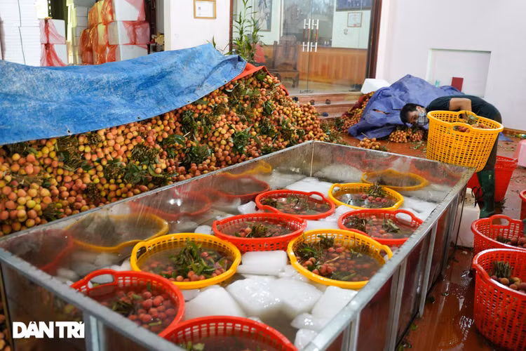 Bắc Giang: Nông dân kêu trời vì giá vải thiều lên xuống thất thường - 12