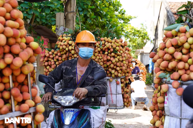 Bắc Giang: Nông dân kêu trời vì giá vải thiều lên xuống thất thường - 4