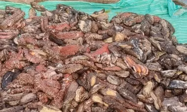 danh bat hai sam, hai sam bi de doa anh 6