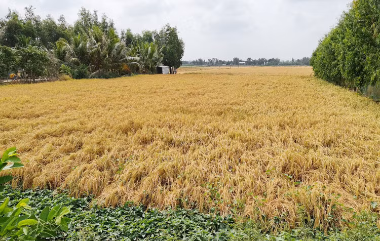 Gia lua dang nhay mua anh 3