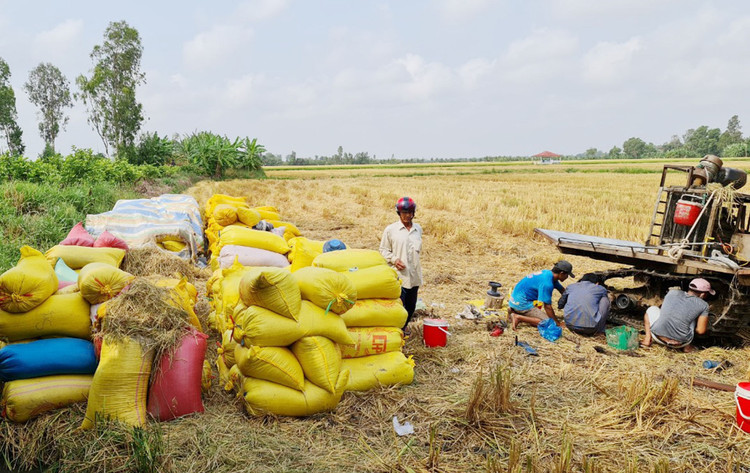 Gia lua dang nhay mua anh 1