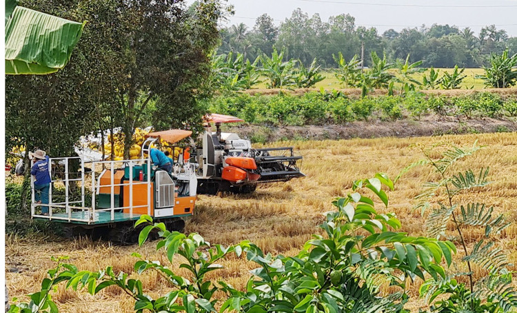 Gia lua dang nhay mua anh 2