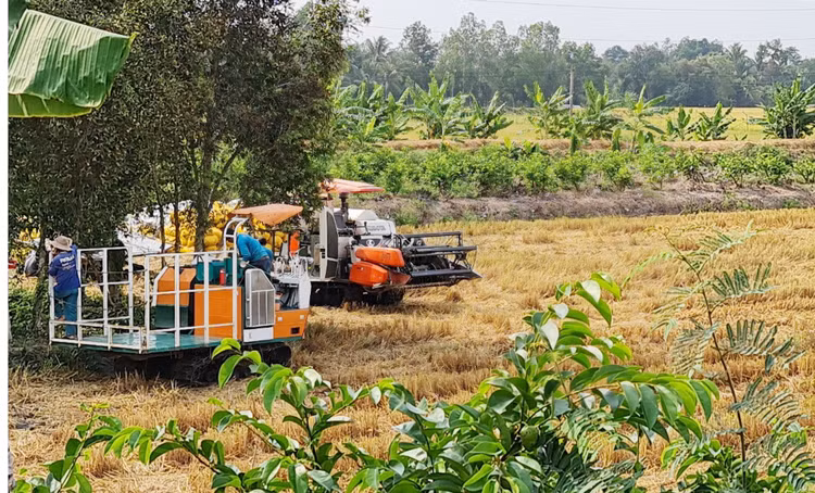 Gia lua dang nhay mua anh 2