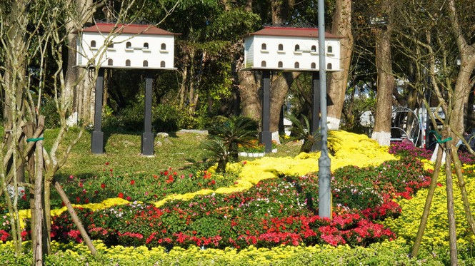 Huế khoác áo hoa rực rỡ sắc màu chiều 30 Tết - ảnh 15