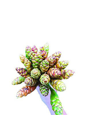 Xuân lên Tây Bắc ăn cả một mùa hoa - ảnh 4