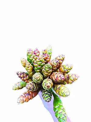 Xuân lên Tây Bắc ăn cả một mùa hoa - ảnh 4