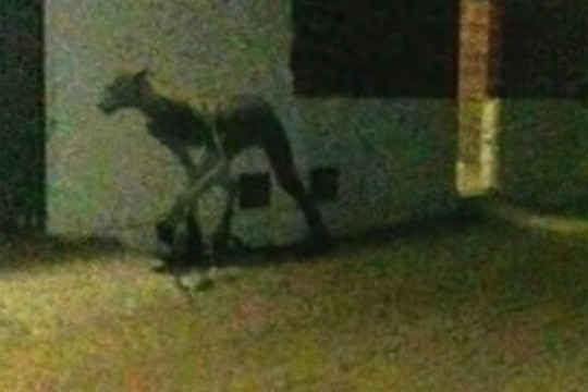 Sự thật về quái thú hút máu gây nên nỗi khiếp sợ tại Mỹ Latin - Ảnh 1.