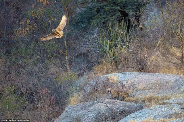 Những bức ảnh tuyệt đẹp về thiên nhiên hoang dã Ấn Độ ảnh 11