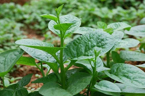 Mùng tơi chữa yếu sinh lý