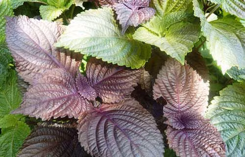 Những loại thảo dược chữa gút ai cũng có thể áp dụng ảnh 1