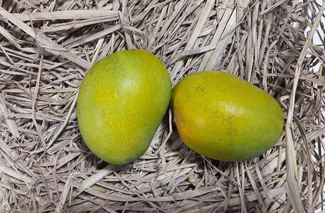 Điều thú vị bạn chưa biết về quả xoài: Làm tăng ham muốn tình dục ảnh 10