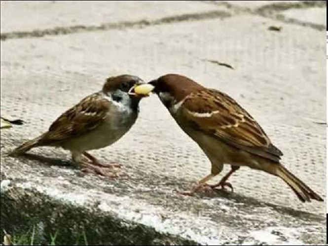 Chim sẻ đã tiến hóa như thế nào trong xã hội loài người? - ảnh 1